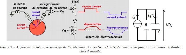 Electrocintique : comportement d\'une membran