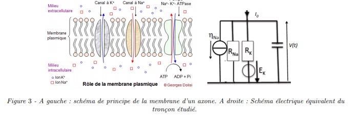 Electrocintique : comportement d\'une membran