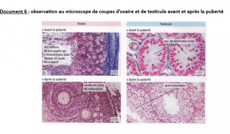 Des lames minces de coupes de testicule et dovaire 