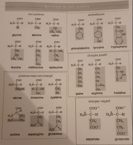 Liaison amine