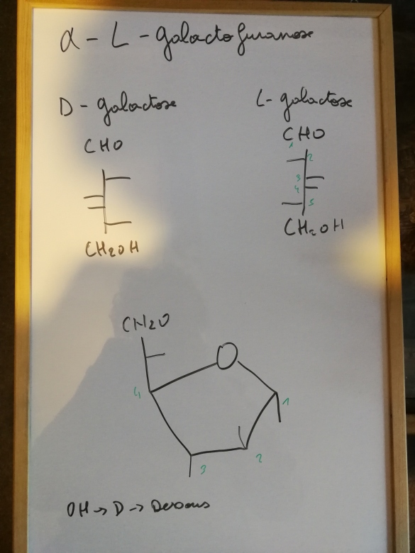 Cyclisation du galactose