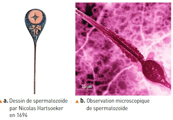 Exercice sur l exprience de Nicolas Hartsoeker