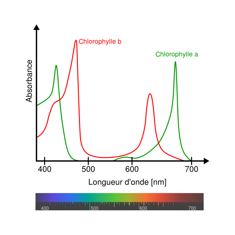 absorbance