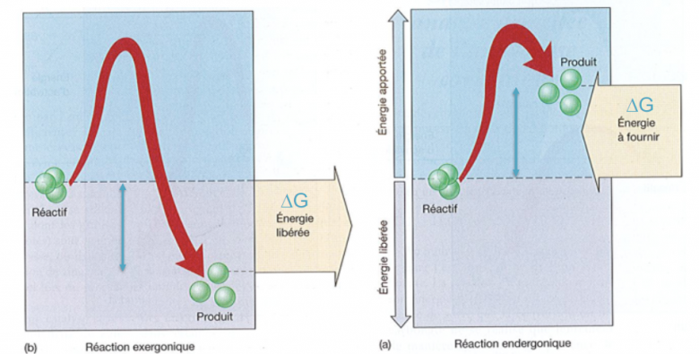 Thermochimie et enzymes