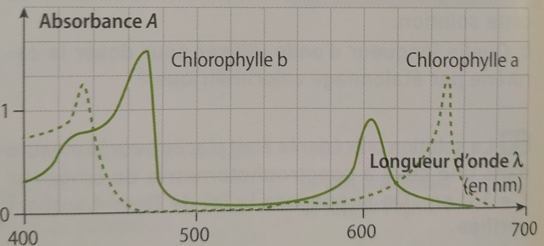 Absorbance et loi de Beer-Lambert