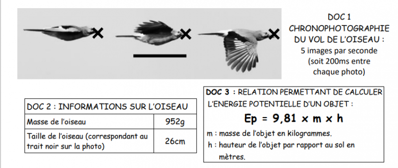 Vitesse d\'un animal